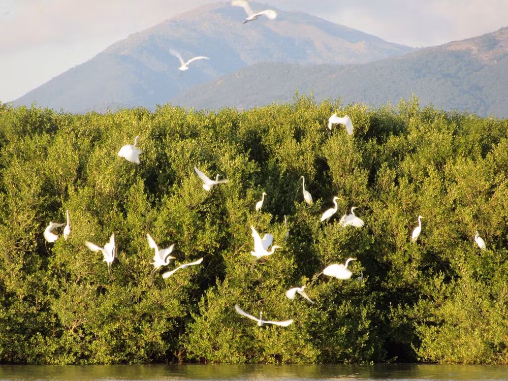 Le Vietnam est l’un des pays avec la plus grande biodiversité dans le monde ảnh 1