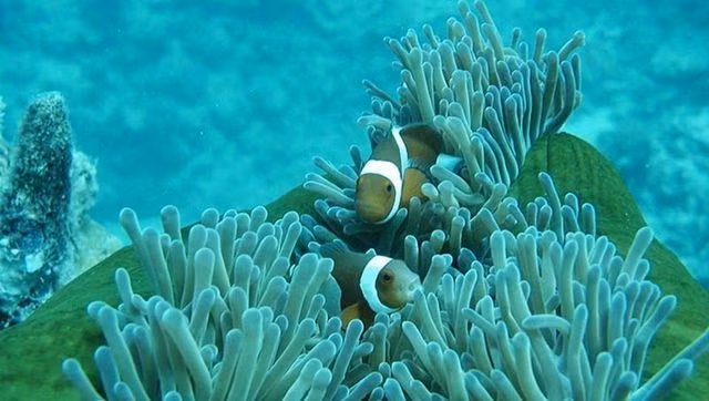 Cinq lieux où admirer les plus beaux récifs coralliens au Vietnam ảnh 3