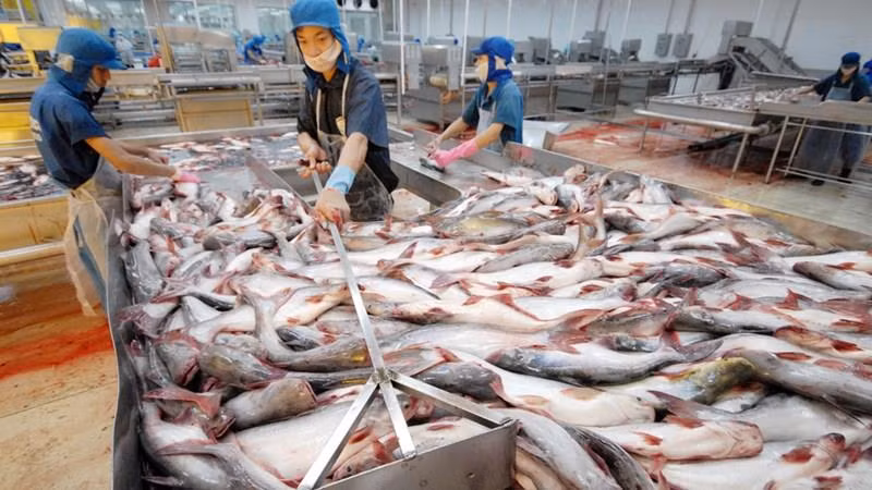 Les exportations de produits aquatiques vers la Chine pourraient se redresser au 2e semestre ảnh 1