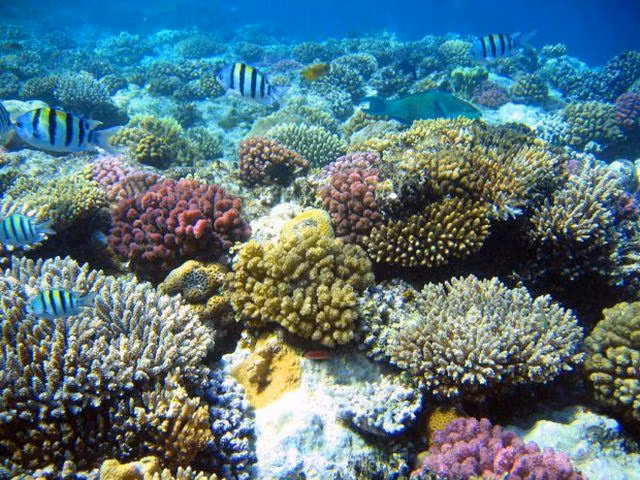 Cinq lieux où admirer les plus beaux récifs coralliens au Vietnam ảnh 2