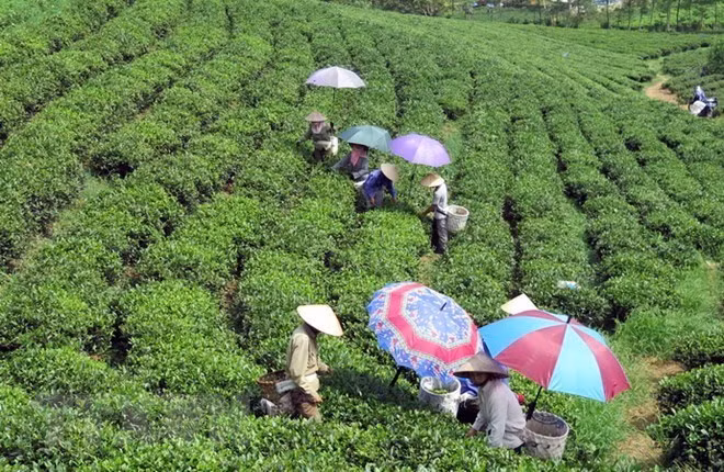 La Thaïlande promeut la coopération avec la province de Thai Nguyen ảnh 1