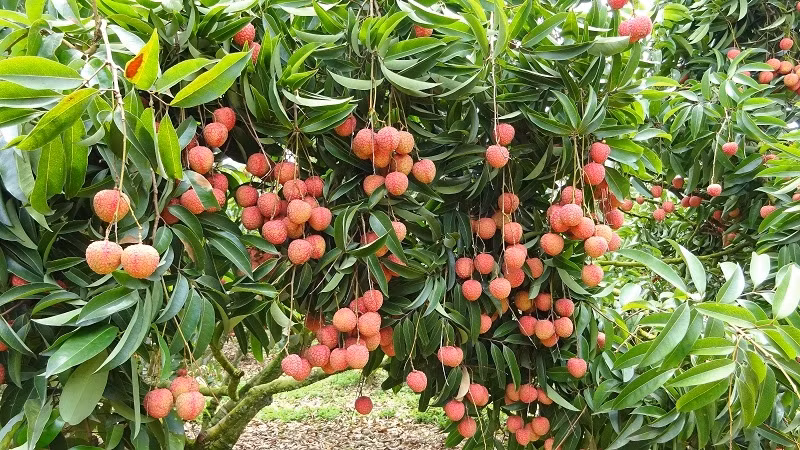 La fête des litchis de Thanh Hà s'ouvre à Hai Duong ảnh 1