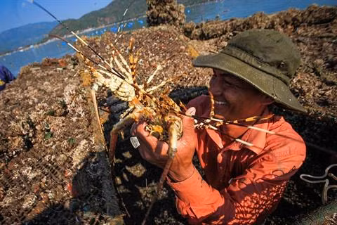 À Phu Yên, l’élevage de homards rapporte gros ảnh 1