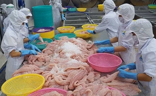Le Vietnam, 1er fournisseur de poissons à chair blanche en Belgique ảnh 1