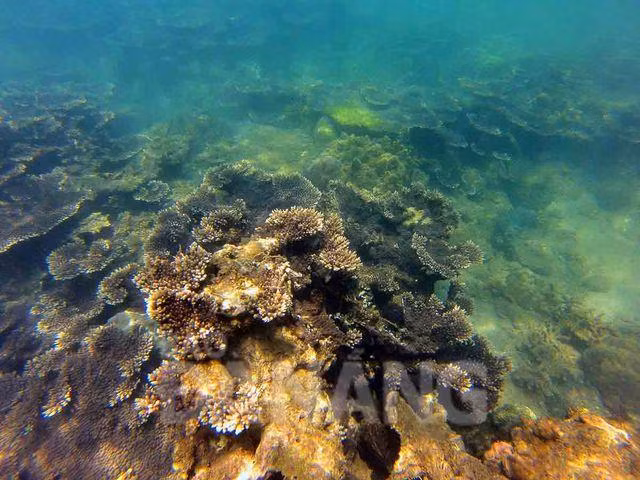 Cinq lieux où admirer les plus beaux récifs coralliens au Vietnam ảnh 4