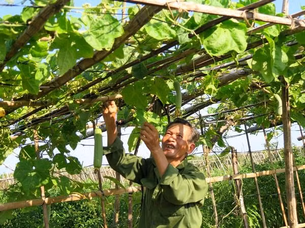 Ha Tinh ambitionne de répondre aux normes de la Nouvelle ruralité en 2025 ảnh 1