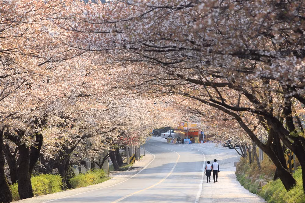 Lancement de la campagne de promotion du tourisme de printemps en R. de Corée ảnh 1