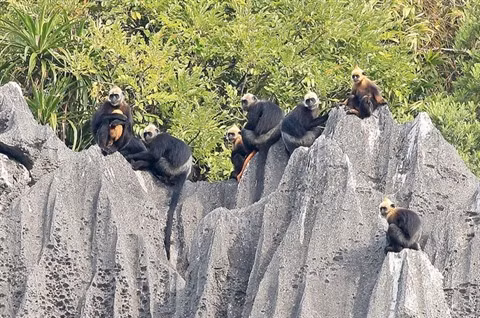 Cát Bà, un sanctuaire des espèces menacées d'extinction ảnh 1