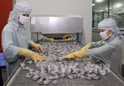 L’UE, premier marché pour les crevettes vietnamiennes ảnh 1