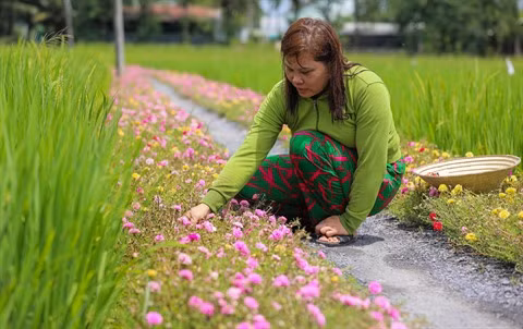 Hô Chi Minh-Ville : des rues fleuries contre les déchets ảnh 1 Hô Chi Minh-Ville : des rues fleuries contre les déchets ảnh 1