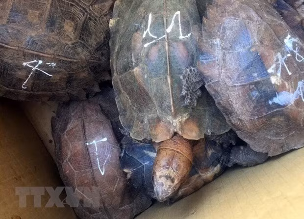 Quang Nam : une détentrice illégale d’animaux sauvages condamnée à cinq ans de prison ảnh 1