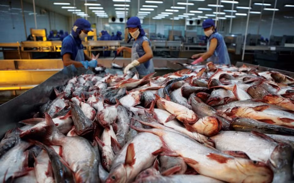 La Chine, un marché prometteur pour les poissons tra du Vietnam ảnh 1
