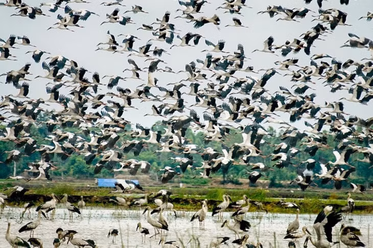 Le jardin de Bang Lang, le berceau des échassiers ảnh 2