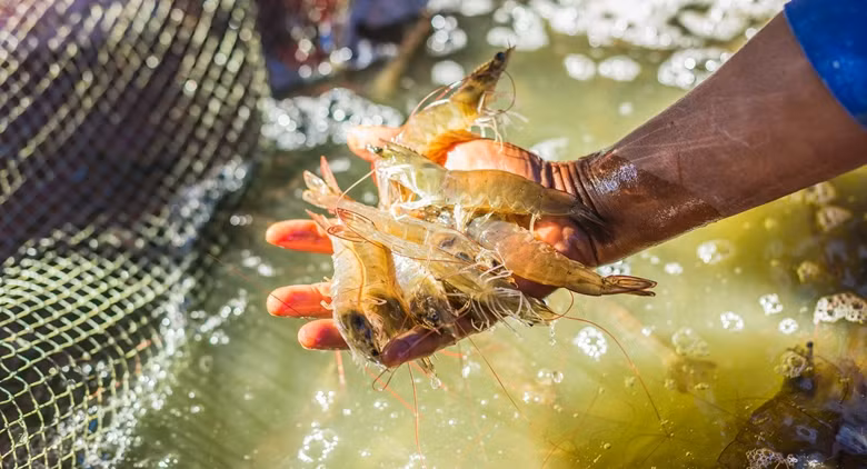 La crevette vietnamienne classée comme nourriture de luxe dans la région du Golfe ảnh 1