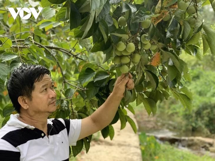 Hoàng Trong Dung, un agriculteur Tày émérite ảnh 1