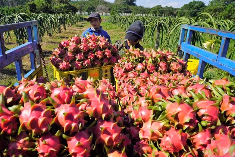 Plus de 44% du volume de fruits et légumes vietnamiens exportés vers la Chine ảnh 1