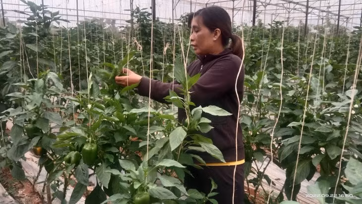 Les femmes ethniques créent une percée dans le développement de l’agriculture high-tech à Lâm Dông ảnh 1