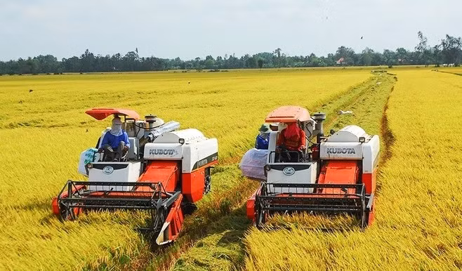 De belles perspectives pour les exportations nationales de riz en 2024 ảnh 1