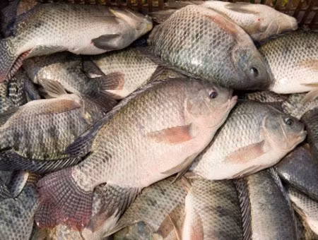 Le Vietnam exporte du tilapie vers 60 pays et territoires ảnh 1