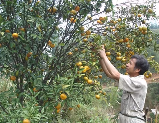 Cao Bang : enregistrement d'une marque collective pour la mandarine de Trà Linh ảnh 1