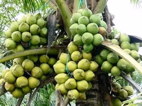 Tra Vinh aide ses PMEs à améliorer la valeur des produits à base de cocotier ảnh 1