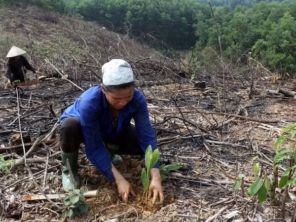 Les coopératives encouragées à participer au boisement ảnh 1 Les coopératives encouragées à participer au boisement ảnh 1