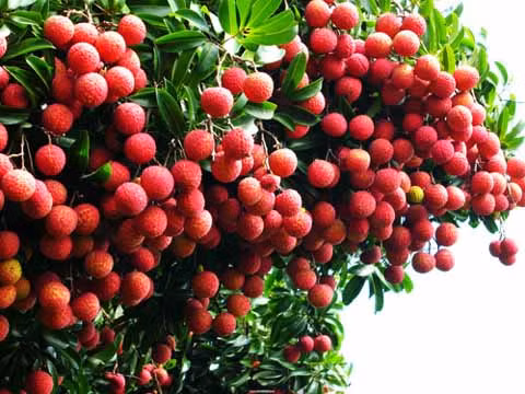 Les fruits vietnamiens sont de plus en plus attrayants aux États-Unis ảnh 1