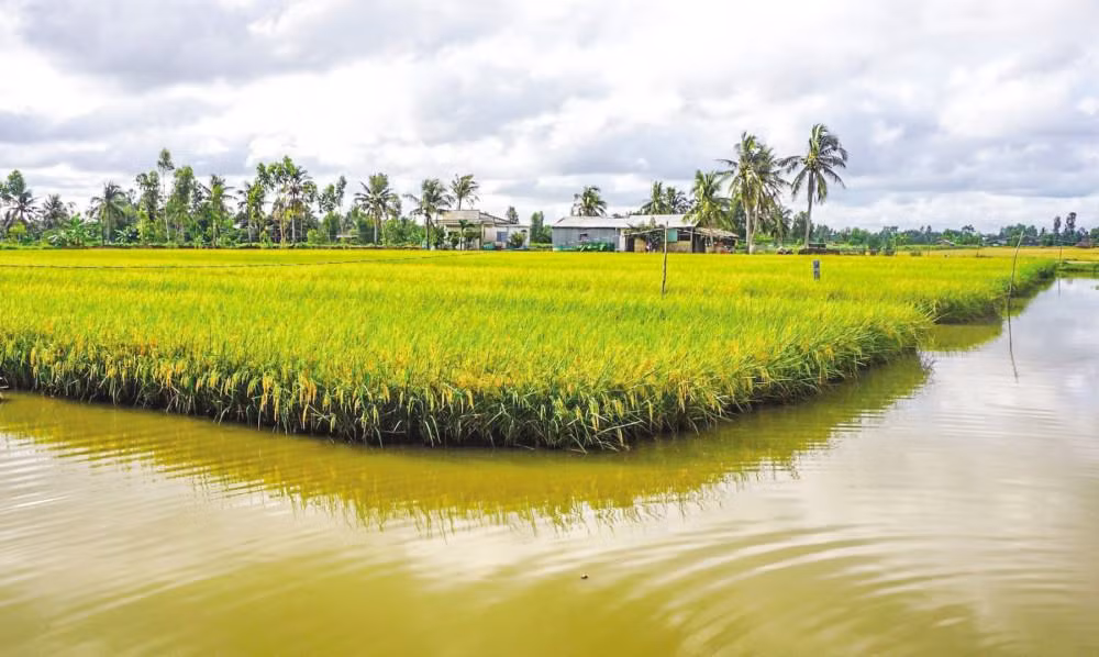 En 2022, le Vietnam développera 200.000 ha de rotation entre pénéiculture et riziculture ảnh 1