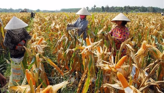 Promouvoir la réduction rapide et durable de la pauvreté au Vietnam ảnh 1