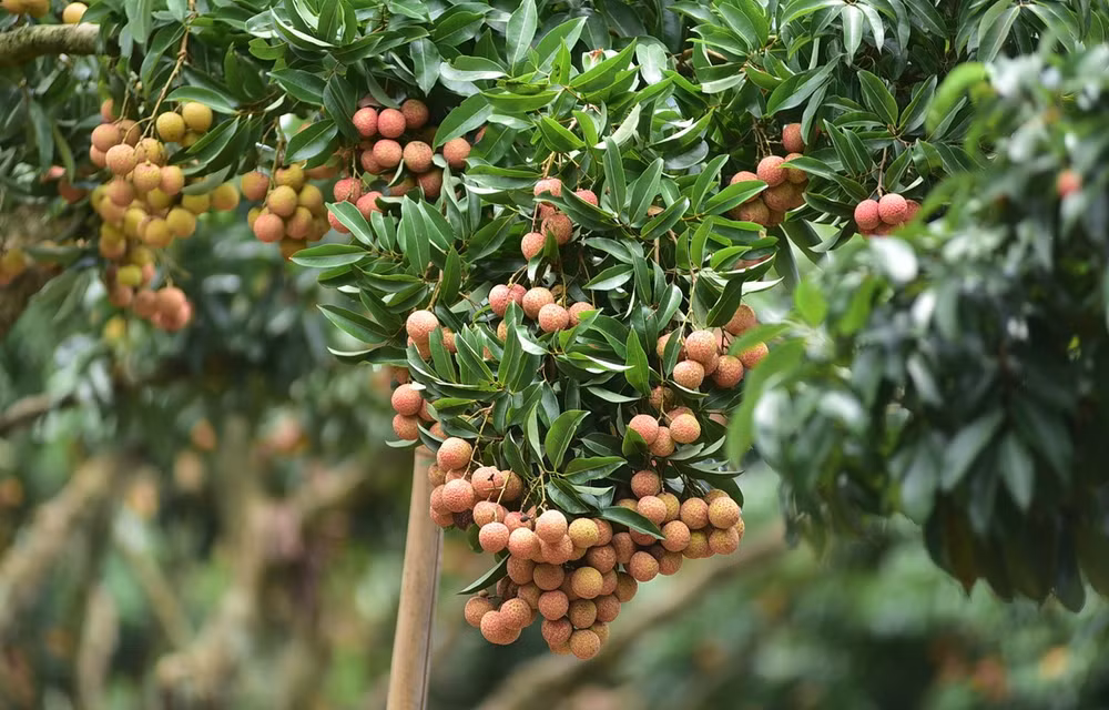 Bac Giang crée des marques pour ses produits agricoles afin d’élargir les marchés ảnh 1