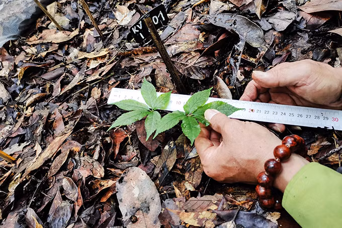 Le ginseng de Ngoc Linh se développe bien dans la réserve naturelle de Hon Bà ảnh 1