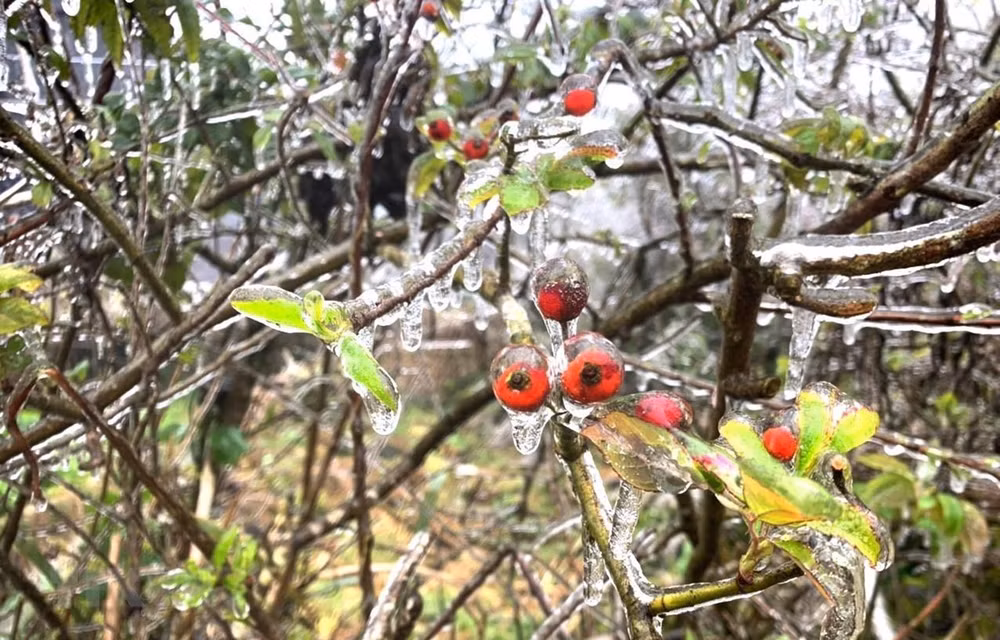 Le froid de canard persiste dans le Nord et à Thanh Hoa jusqu’au 22 février ảnh 1