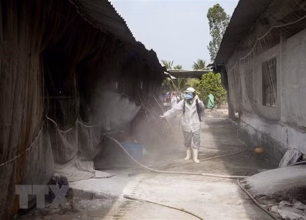 L’édification de régions indemnes d'épizooties est la clé de l'élevage et de la médecine vétérinaire ảnh 1