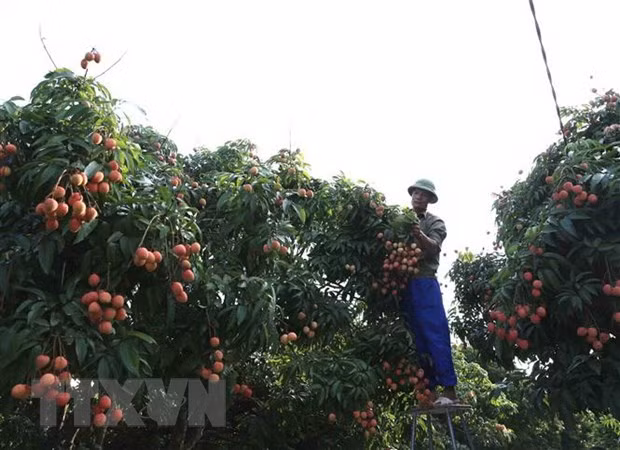 Le litchi de Thanh Ha est officiellement vendu sur la plate-forme d'e-commerce Lazada ảnh 1