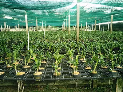 HCM-Ville devrait devenir un centre agricole de haute qualité d'ici 2030 ảnh 1