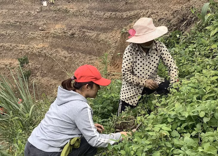Hô Thi Kim Oanh et le thé au « ginseng du pauvre » de Ngoc Linh ảnh 2