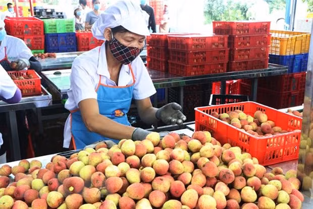 Le litchi de Hai Duong est exporté pour la première fois en Thaïlande ảnh 1