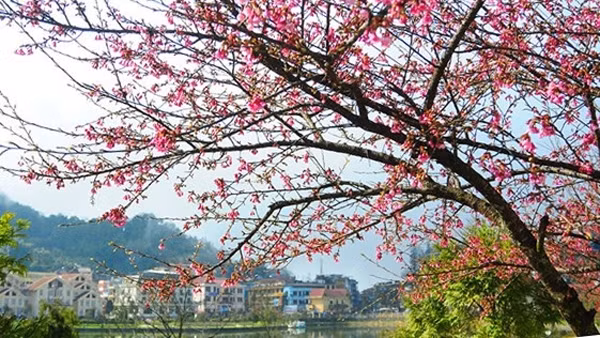 Sa Pa plantera 3.000 nouveaux cerisiers pour promouvoir le tourisme ảnh 1