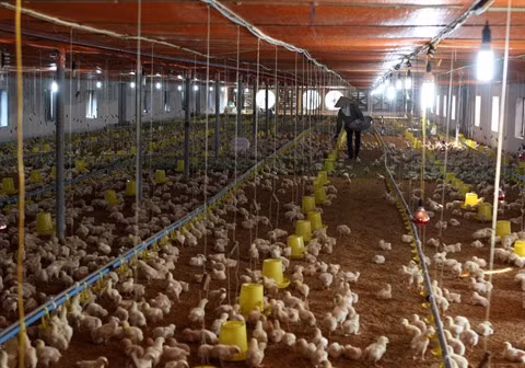 Besoin de prêts préférentiels dans le secteur agricole ảnh 2