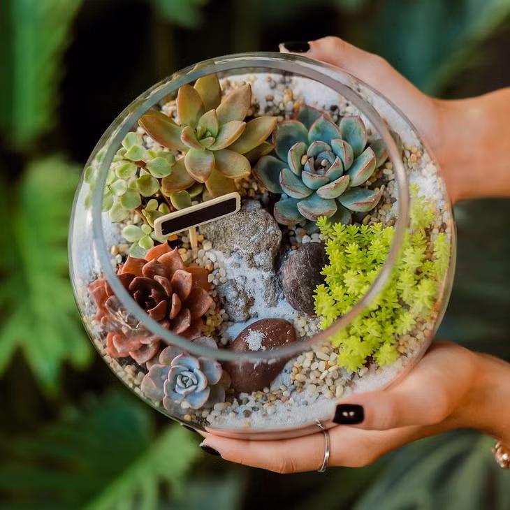 Le terrarium végétal enchante les jeunes ảnh 2 Le terrarium végétal enchante les jeunes ảnh 2