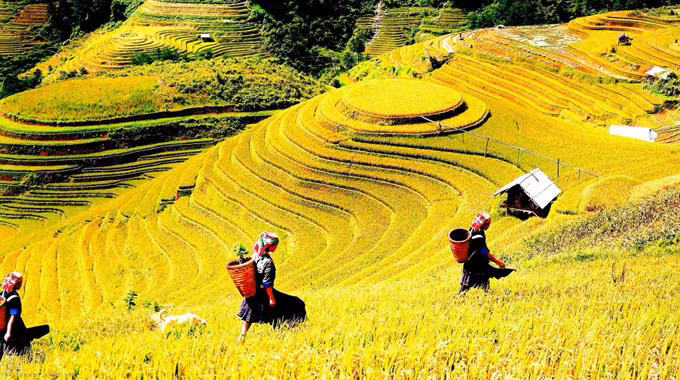 Semaine touristique des rizières en terrasses de Mu Cang Chai ảnh 1