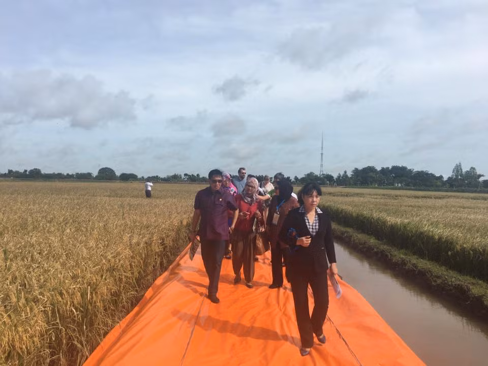 Riziculture : l'APEC s'intéresse au Vietnam ảnh 1