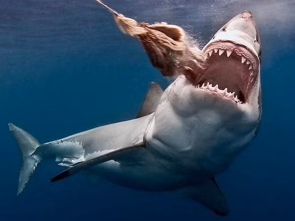 L’ambassade du Vietnam au Chili informe du séchage des nageoires de requin ảnh 1