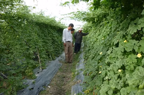 HCM-Ville : Renforcer le développement des zones agricoles hi-tech dans les régions périphériques ảnh 1