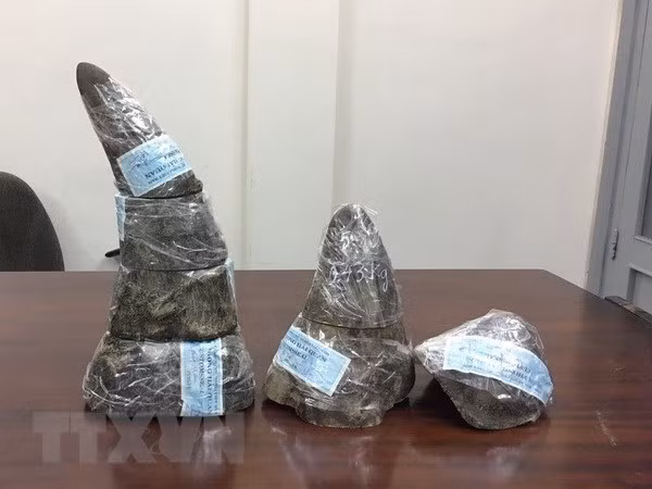 Saisie de 34 kg de cornes de rhinocéros à l'aéroport international de Noi Bai ảnh 1