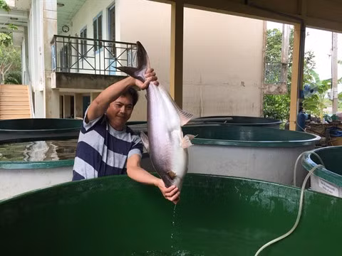 Des conditions favorables pour développer l’élevage aquatique à Kiên Tuong ảnh 2