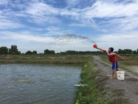 Des conditions favorables pour développer l’élevage aquatique à Kiên Tuong ảnh 3