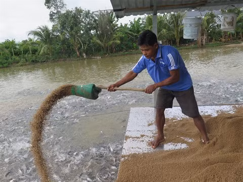 Les exportations de pangasius estimées à 1,7 milliard de dollars cette année ảnh 1
