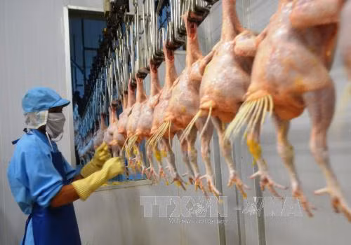 Le Vietnam projette d’exporter la viande de poulet en Union européenne ảnh 1