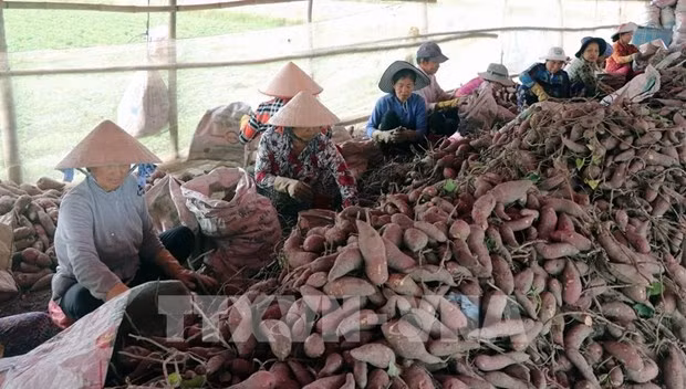 Le Vietnam prêt à exporter son premier lot de patates douces vers la Chine ảnh 1